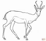 Springbok Antelope Coloring Page Free Printable  sketch template