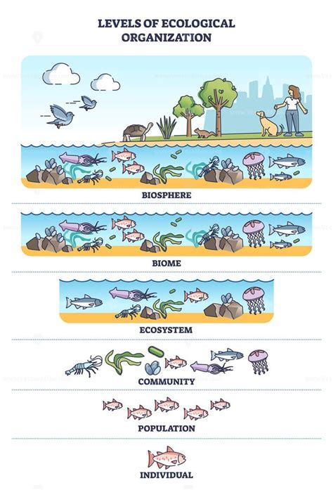 Levels of ecological organization with organism division outline ...