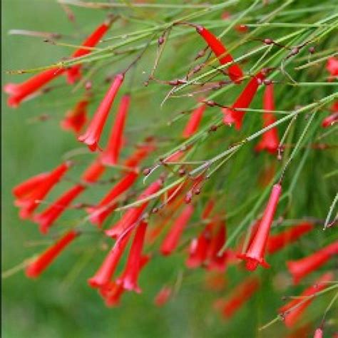 Firecracker plant, Rasili , Russelia Red buy online at plantsguru.com