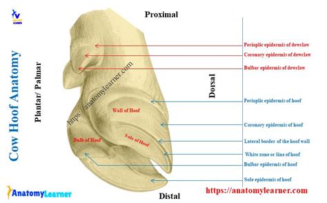 Cow Hoof Anatomy - Corium, Wall, Sole, and Bulb » AnatomyLearner >> The Place to Learn ...