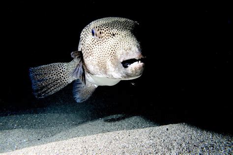 Pufferfish and Human Teeth Come From the Same Genetic Code - Atlas Obscura