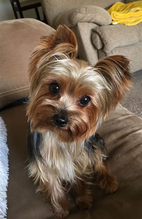 Stevie close up & personal Yorkie love #YorkshireTerrier | Yorkshire terrier, Yorkshire terrier ...