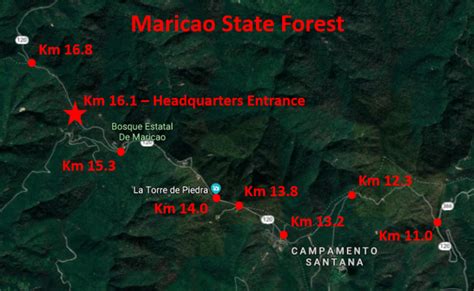 Maricao State Forest, Puerto Rico – birdfinding.info