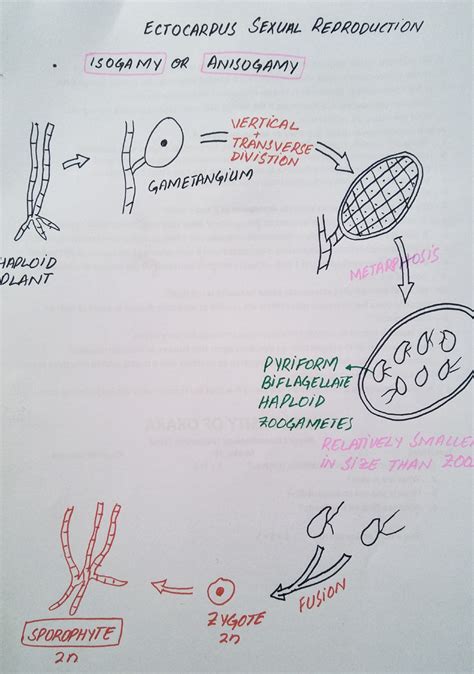 Ectocarpus Life Cycle Ppt