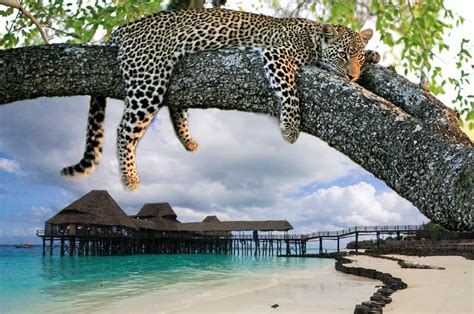 9 Days Tanzania Zanzibar Big Five and Beach Safari Holidays - Eminent Safaris