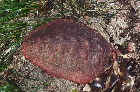 Real Monstrosities: Chiton