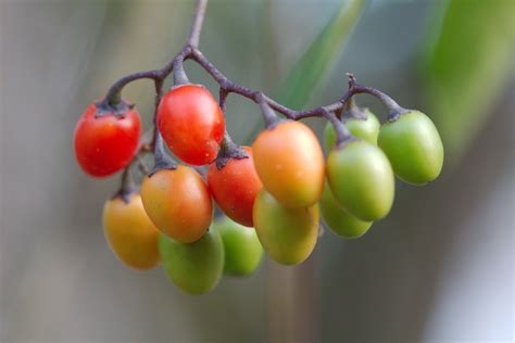 Nightshade Berries | Henry Hartley