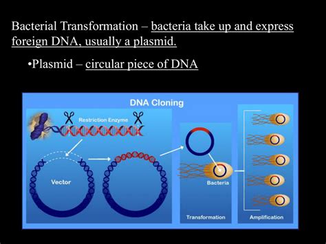 Steps Of Bacterial Transformation