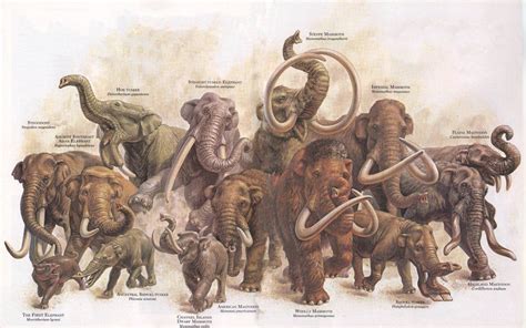 zoobooks elephants | Prehistoric wildlife, Prehistoric animals, Extinct animals