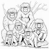 Baboon Coloring Pages  Free & Printable sketch template