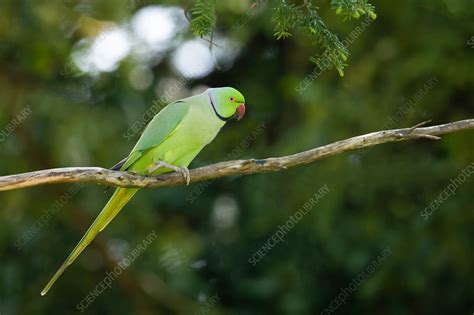 Rose ringed parakeet - Stock Image - C054/0392 - Science Photo Library