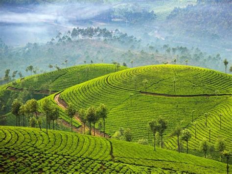 Top 5 Munnar Tea Estates That Are A Must-Visit For All | Munnar Insider Travel Blog