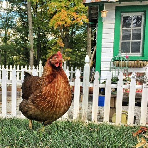 The Broody Bunch - More Chicken Chronicles - Broody Chickens