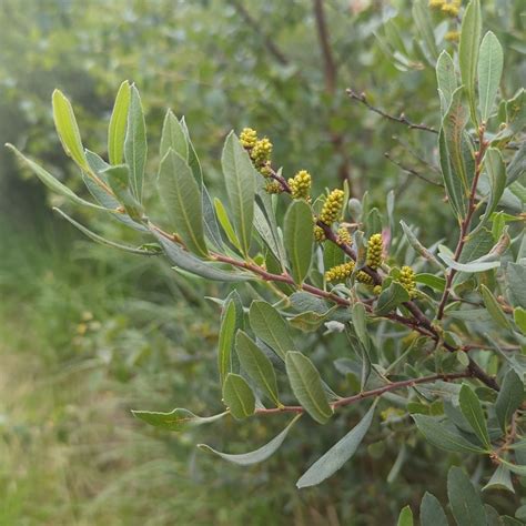 Photo - Bog-myrtle - Myrica gale - Observation.org