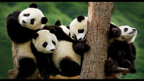 Best Documentary 2016 National Geographic Life Of Panda - YouTube