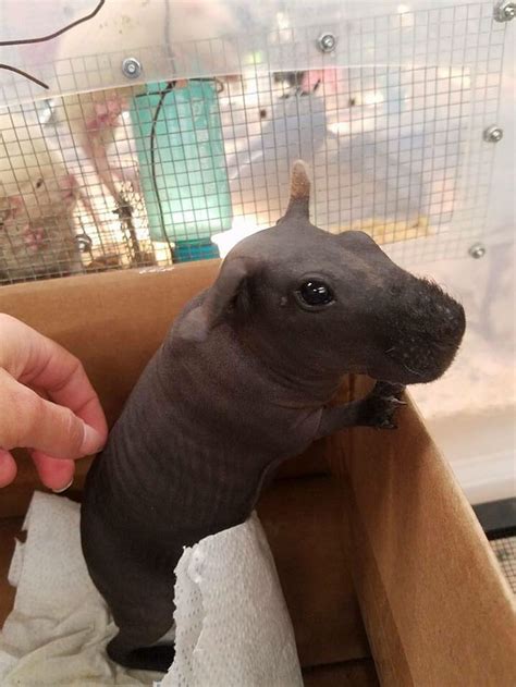 8 Adorable Hairless Guinea Pigs That Look Just Like Tiny Hippos - Success Life Lounge