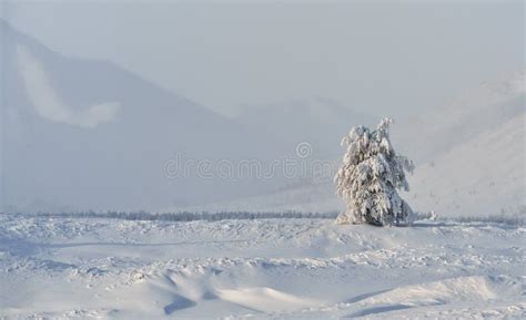 Winter Landscape of Oymyakon. Yakutia, Russia. Stock Photo - Image of forest, hill: 136981552