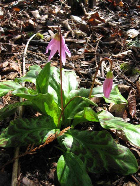 Erythronium revolutum - Sevenoaks Native Nursery