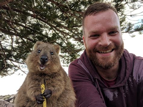 Zu Besuch bei den Quokkas auf Rottnest Island Perth, Quokka, Brown Bear ...