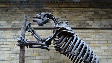 London '18 | Megatherium Americanum (Giant Sloth Skeleton) -… | Flickr