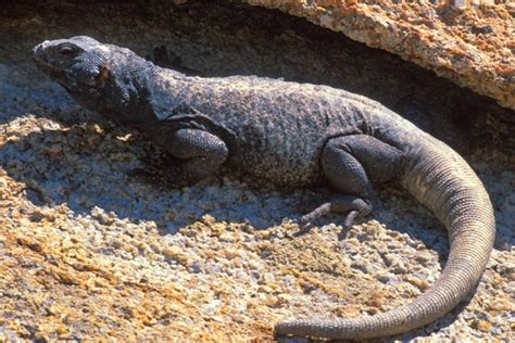 Chuckwalla - Animal Profiles