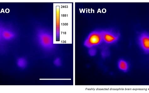 Adaptive Optics Light-Sheet Microscopy for functional Neuroimaging | Imagine Optic