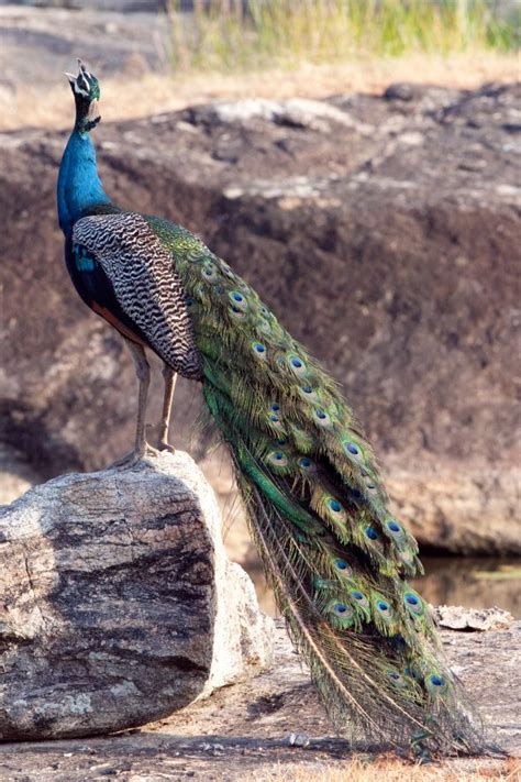 Calling-Peacock – Chris Hill Wildlife Photography