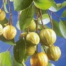 Indonesia food: Asam Kandis (garcinia cambogia)