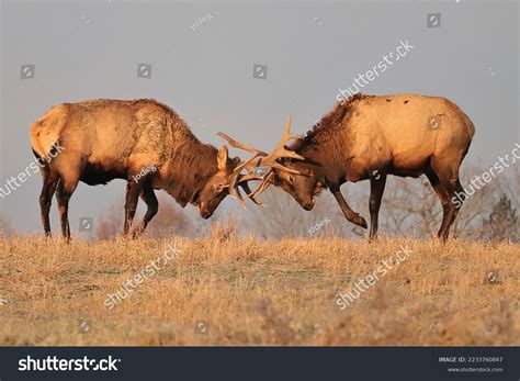 803 Bull Elk Fighting Images, Stock Photos & Vectors | Shutterstock