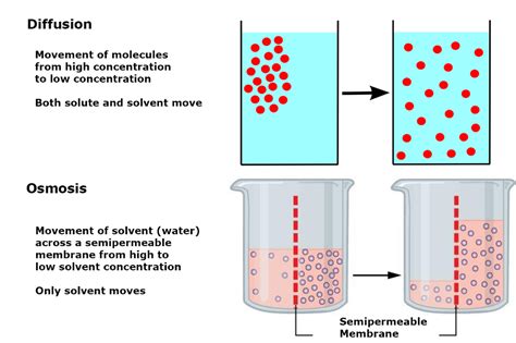 Osmosis vs Diffusion - Definition and Examples | Science notes ...