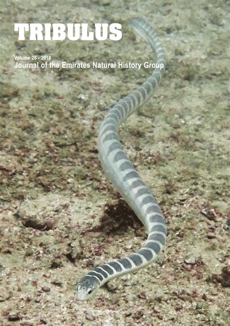 (PDF) The sea snakes (Elapidae: Hydrophiinae) of Fujairah