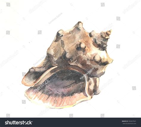 Seashell On White Background Watercolor Sketch Stock Illustration ...