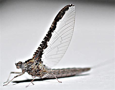 Mayfly - What's That Bug?