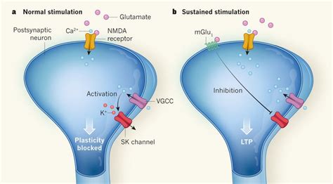 Memory encoding: Synaptic plasticity requires specific coordinated activation