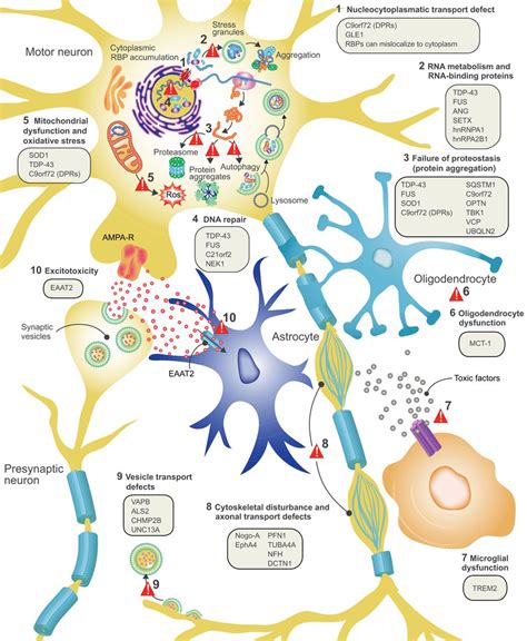 Primary lateral sclerosis physical therapy | Nervous System Disorders and Diseases articles ...