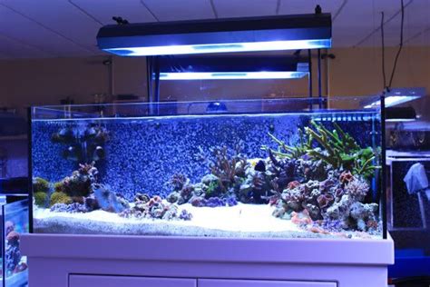 Rimless Aquarium Club - Page 37 - Reef Central Online Community ...