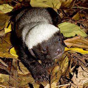 Honey badger (ratel) | San Diego Zoo Wildlife Explorers