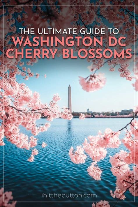 Cherry blossoms dc 2023 peak bloom prediction and travel guide – Artofit