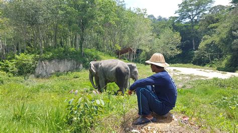 Phuket Elephant Sanctuary | FIRST ETHICAL ELEPHANT SANCTUARY| By ...