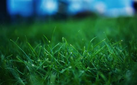 Online crop | green grass, grass, depth of field, plants HD wallpaper | Wallpaper Flare