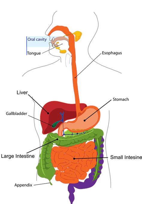 Difference Between Monogastric and Ruminant Digestive System | Definition, Components, Role ...