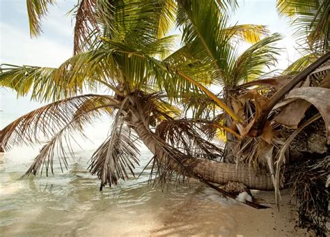 Leonardo DiCaprio to "Heal" Blackadore Caye in Belize? Seriously? | San Pedro Scoop