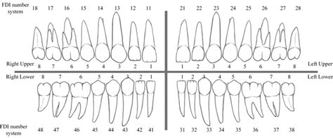 Universal Teeth Numbering