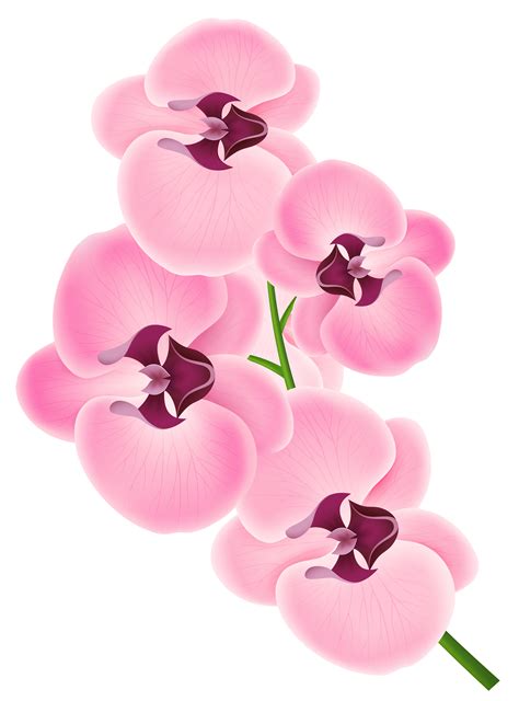 Jewel Orchid, Orchid Flower, Flowers, Pink Orchids, Png, Free Clip Art, Clipart Images, Vector ...