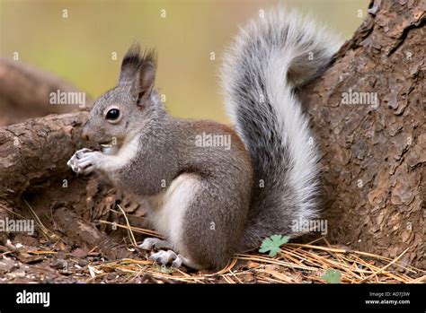 Abert s Squirrel Sciurus aberti Stock Photo - Alamy