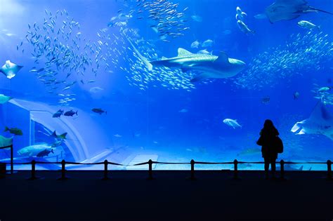 Okinawa-Churaumi-Aquarium, Japan | Franks Travelbox