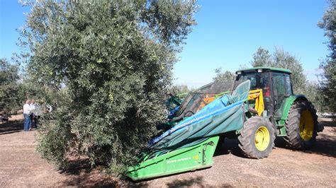 How to Harvest Olives - Olives Unlimited