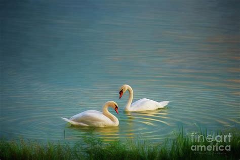 Two Swans on Peaceful Lake Photograph by David Arment