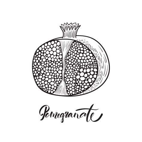 Half of pomegranate. Black and white vector illustration 20458920 ...