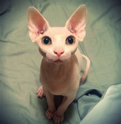 Donskoy Hairless Cat Breeds - Pets Lovers